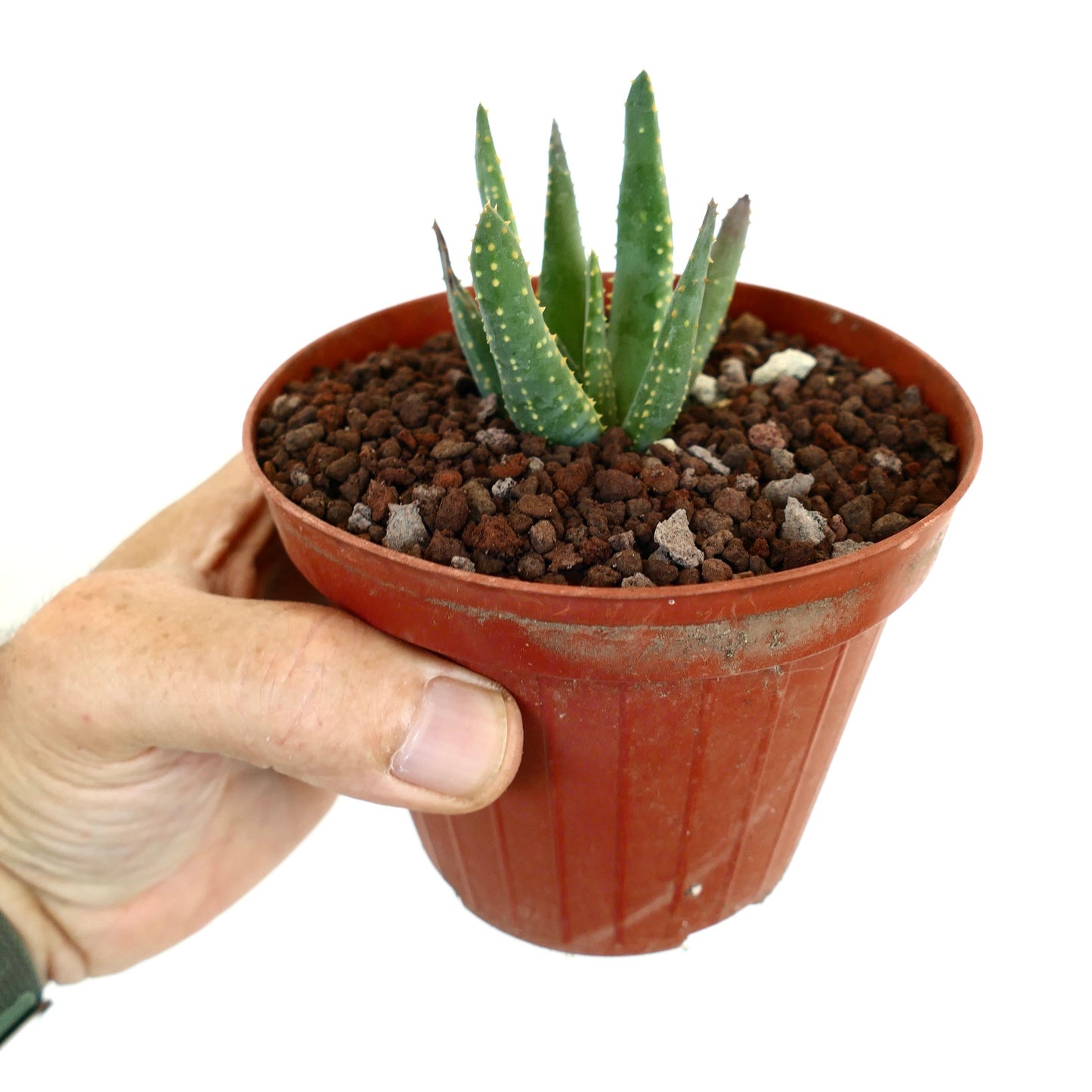 Aloidendron pillansii kleine Sukkulente mit dicken grünen Blättern und gelblichen Flecken im Topf