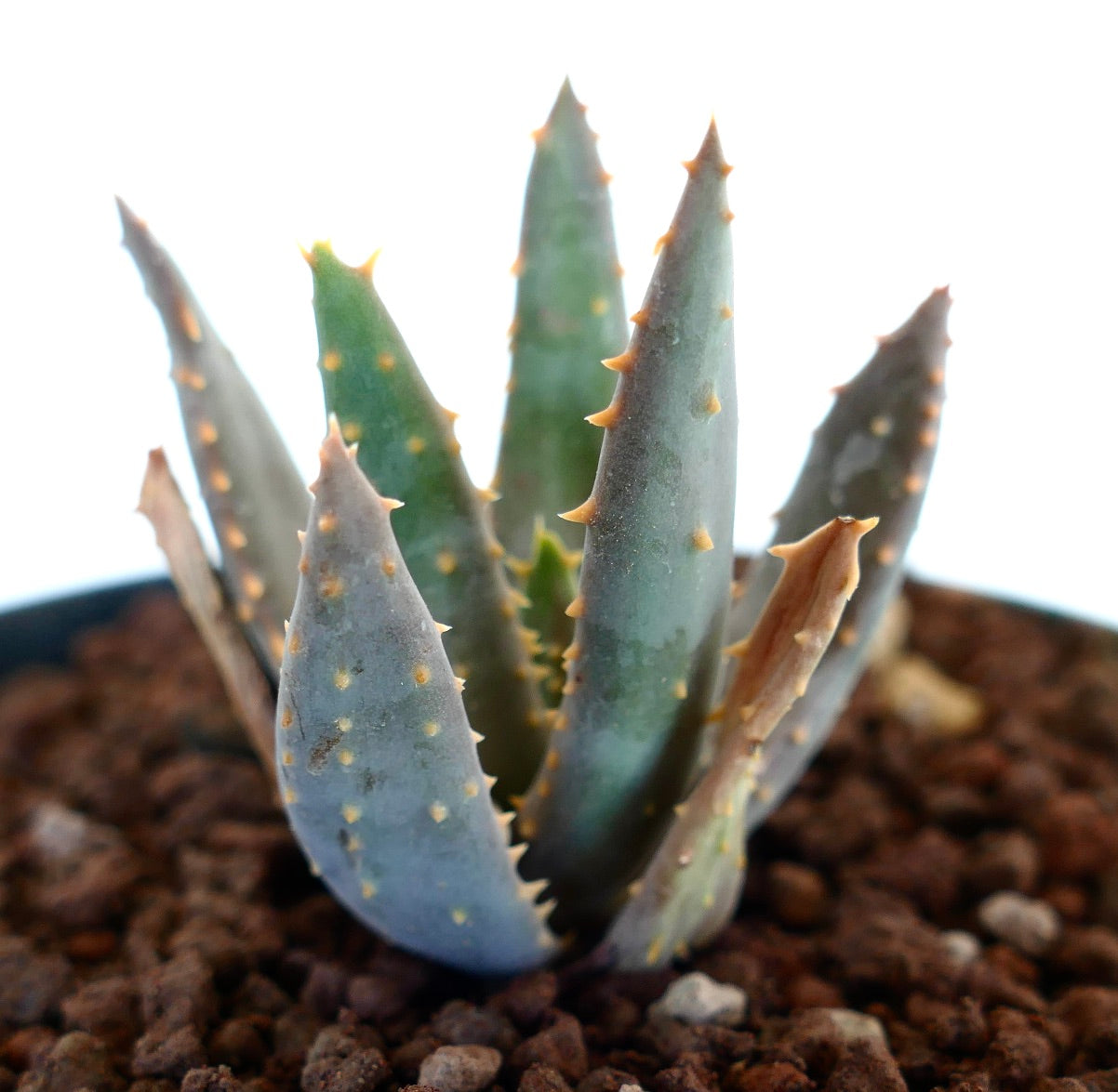 Aloidendron pillansii Sukkulente mit dicken blau-grünen Blättern und kleinen orangefarbenen Stacheln, die im Boden wachsen