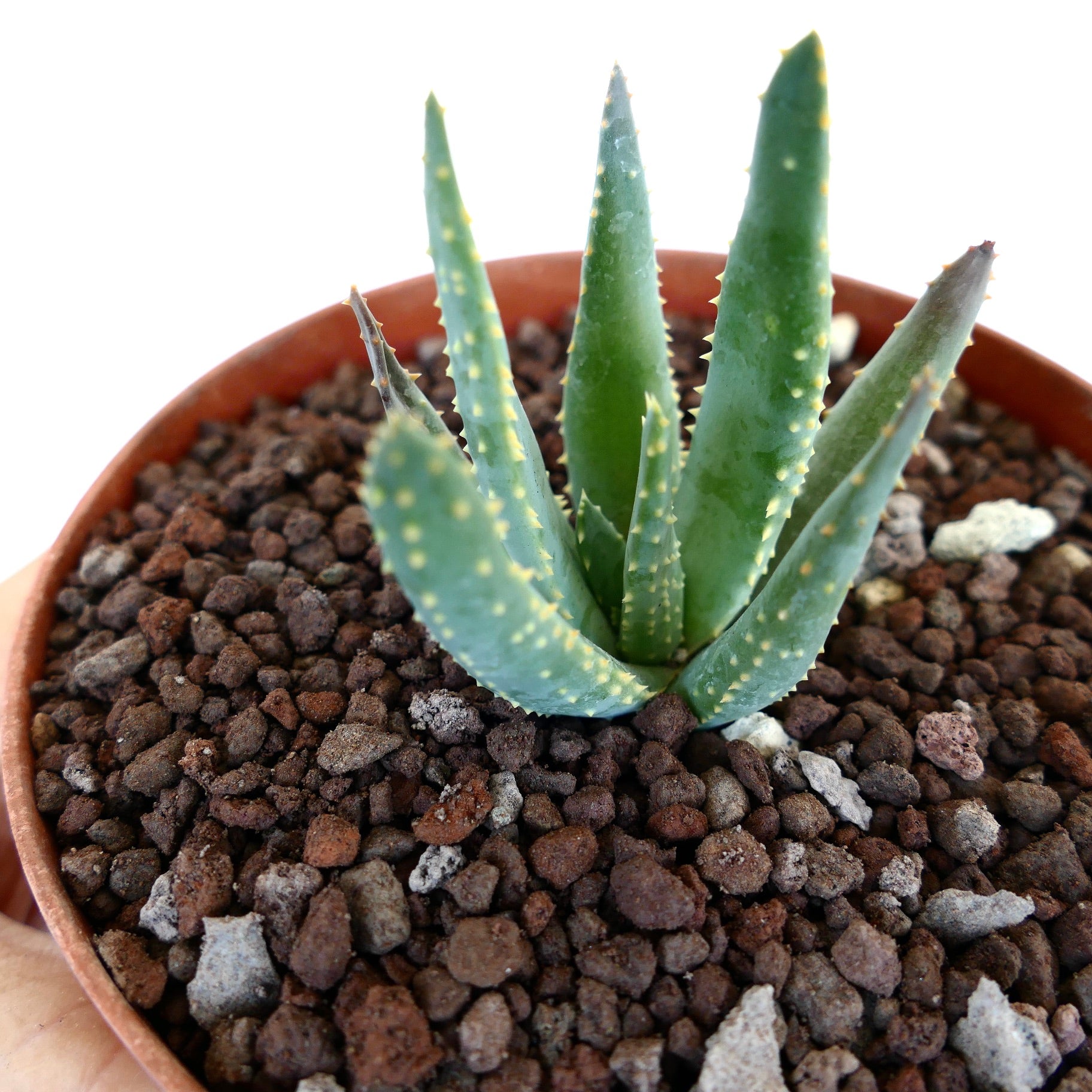 アロイデンドロン・ピランシー | Botanical Archive | 絶滅危惧多肉植物