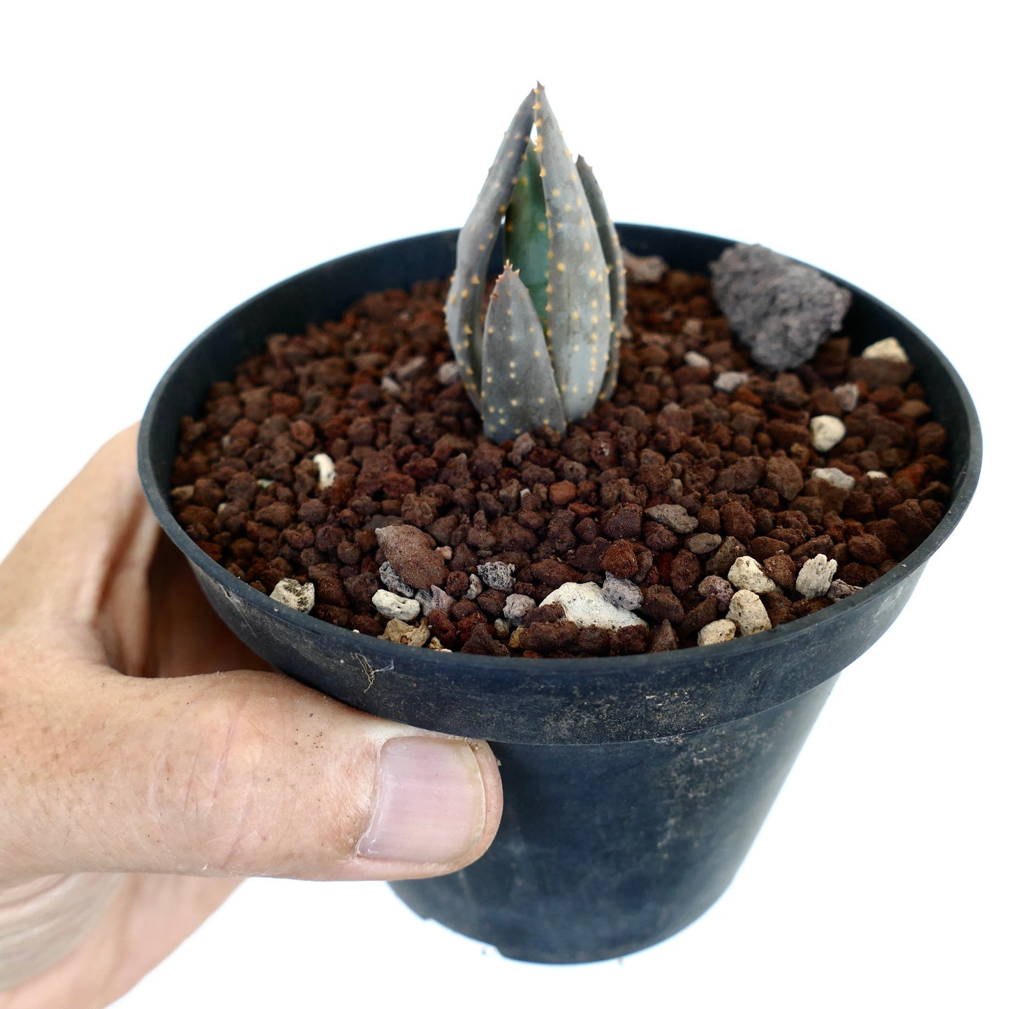 Aloidendron pillansii kleine seltene Sukkulente mit dicken blau-grünen Blättern und gelben Flecken im schwarzen Topf