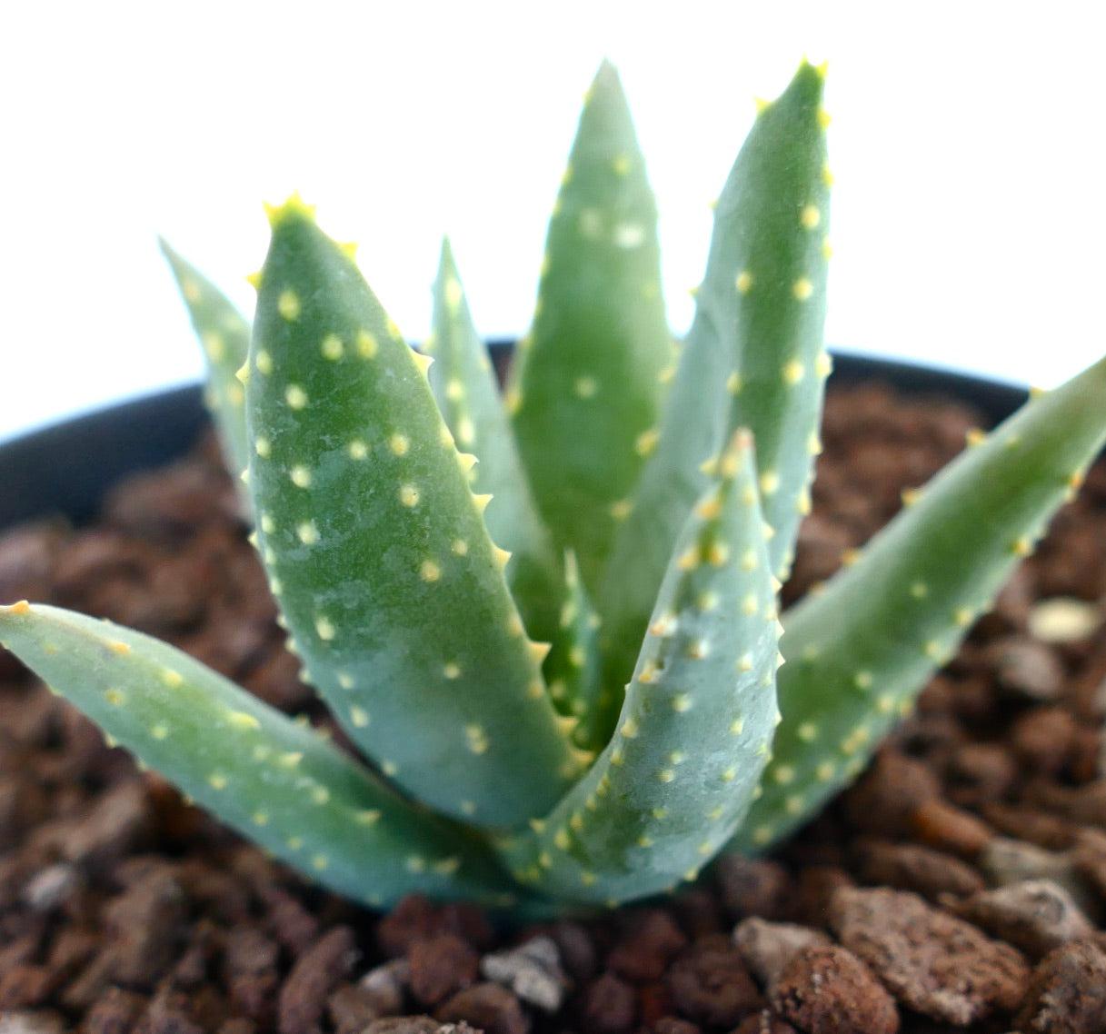 Aloidendron pillansii Sukkulente mit dicken grünen Blättern und gelblichen erhabenen Flecken in felsigem Boden