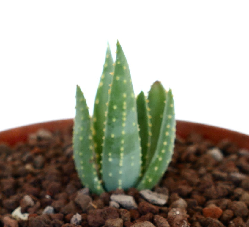 Aloidendron pillansii kleine Sukkulente mit dicken grünen Blättern und gelblichen Stacheln in felsigem Boden