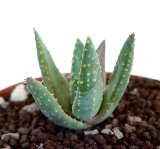 Aloidendron pillansii succulent with thick green leaves and small yellowish tubercles in potting soil