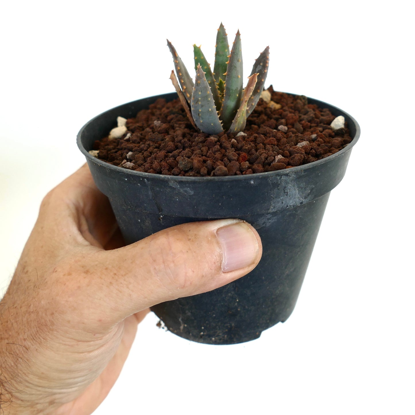 Aloidendron pillansii kleine Sukkulente mit dicken, stacheligen blau-grünen Blättern im schwarzen Topf