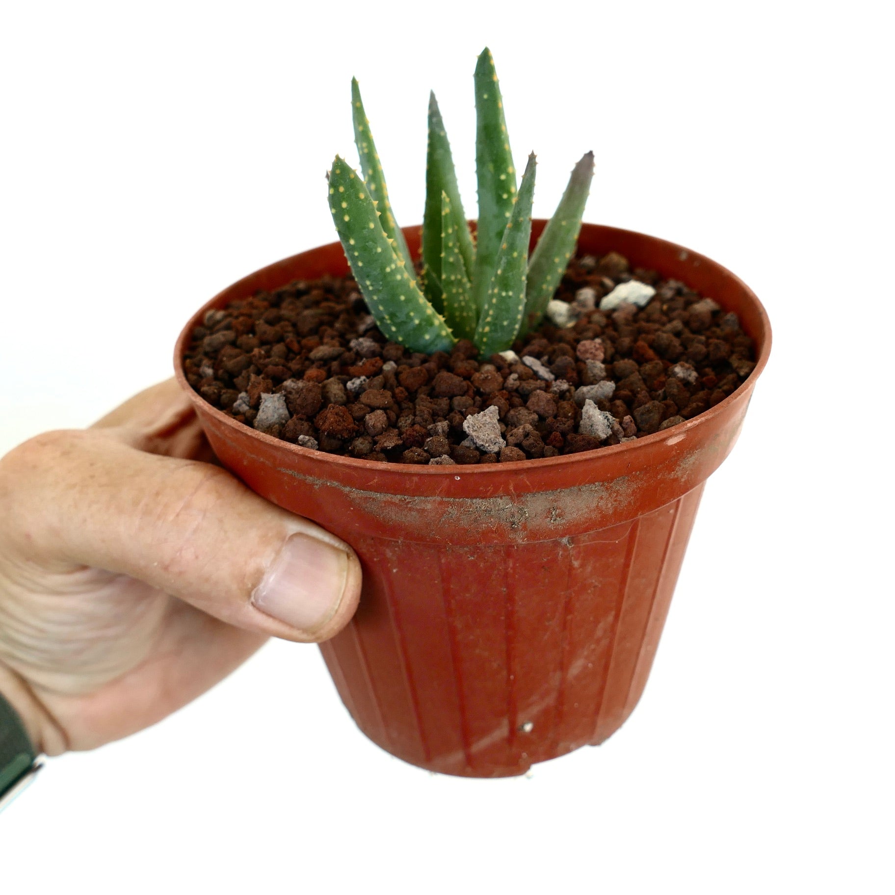 アロイデンドロン・ピランシー | Botanical Archive | 絶滅危惧多肉植物