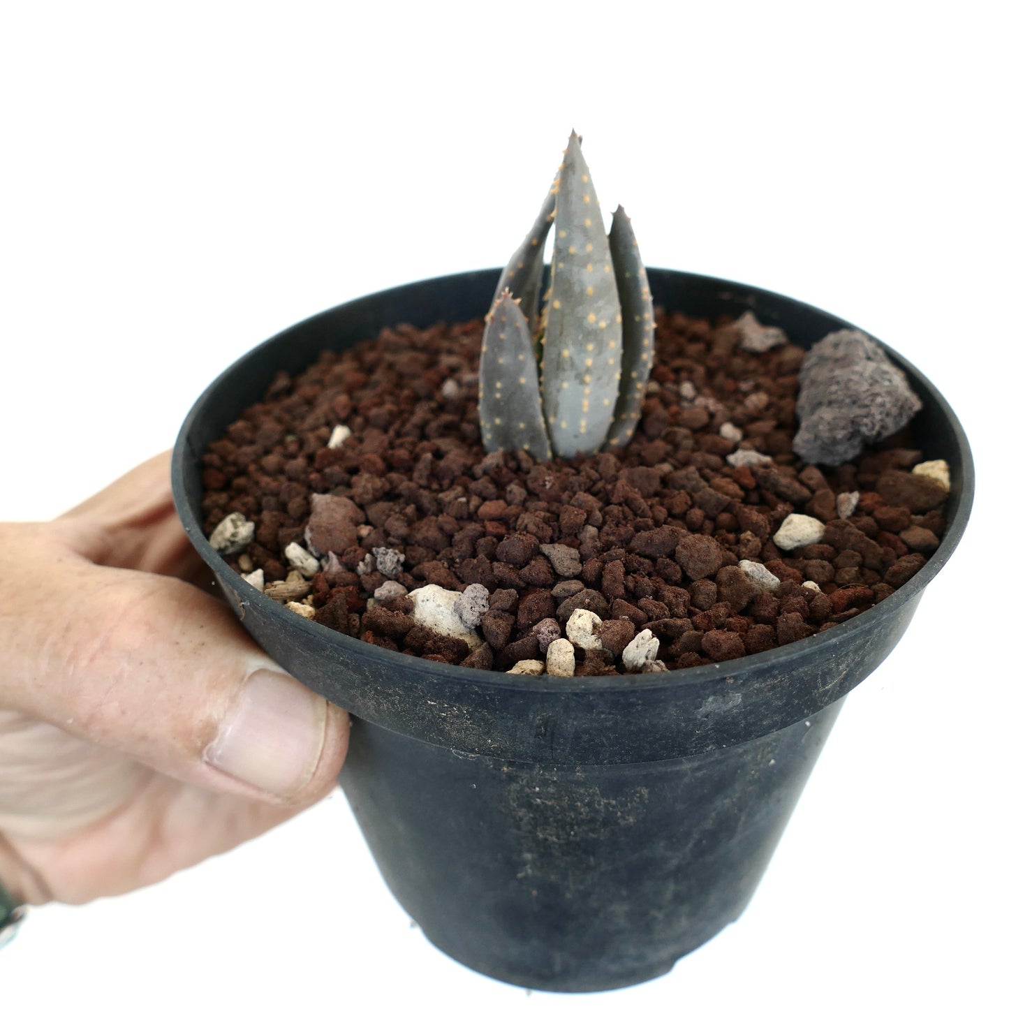 Aloidendron pillansii kleine seltene Sukkulente mit dicken grau-grünen Blättern und gelben Flecken im schwarzen Topf