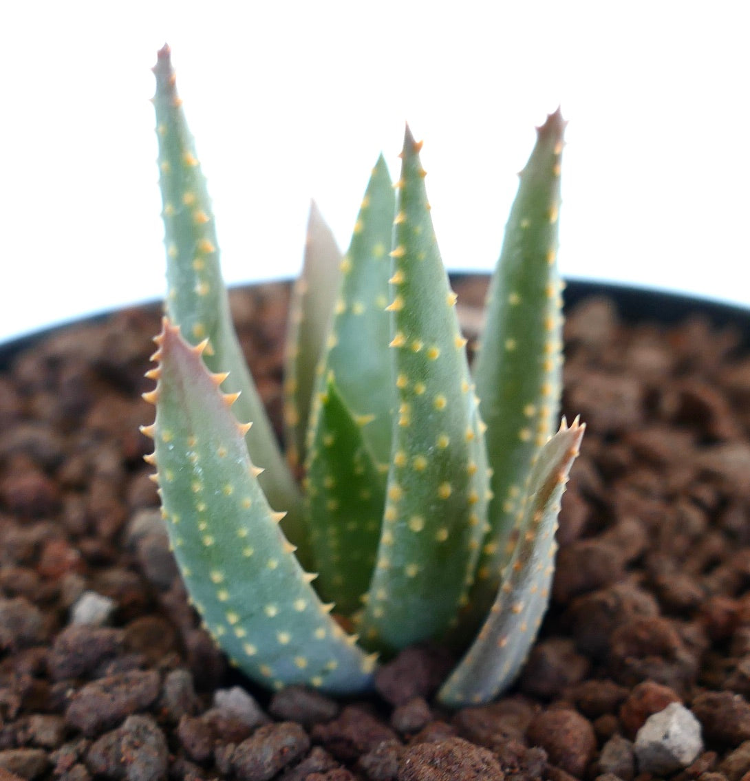 Aloidendron pillansii small succulent with thick green leaves and yellowish spines in rocky soil