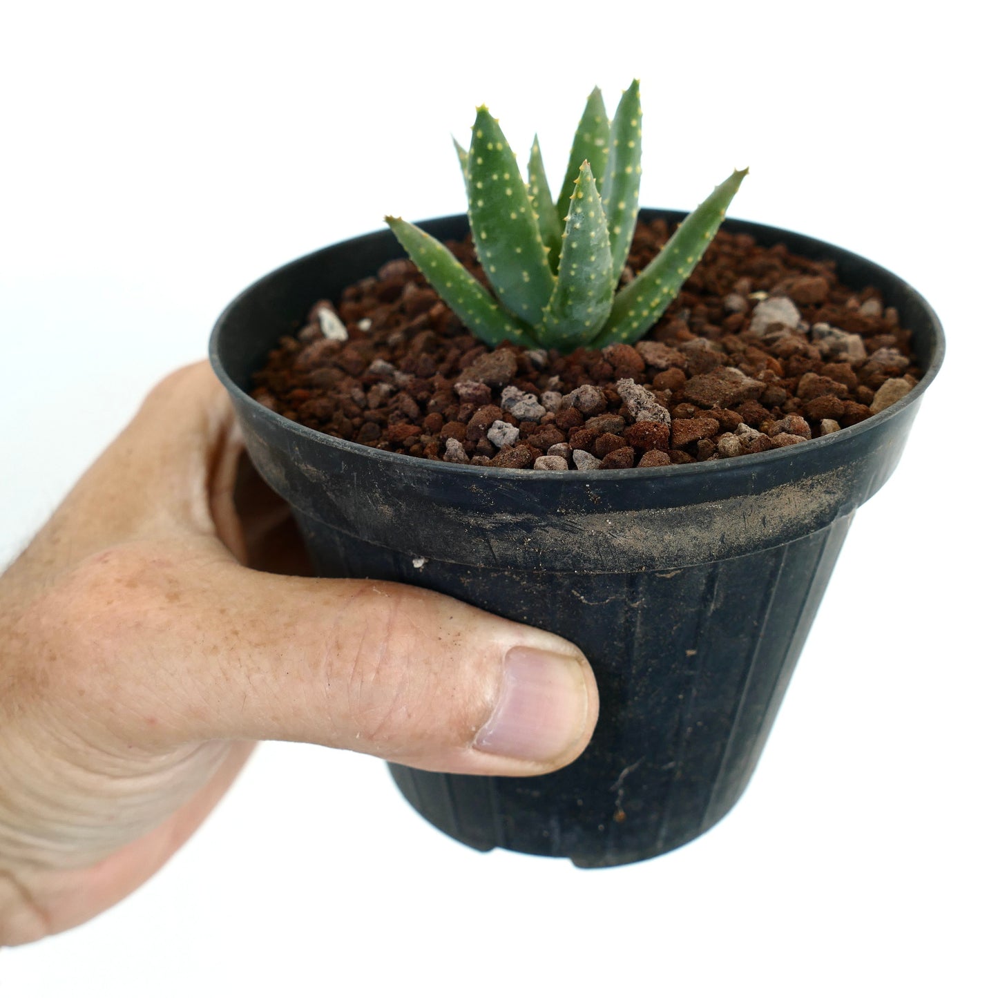 Aloidendron pillansii kleine Sukkulente mit dicken grünen Blättern und weißen Flecken im schwarzen Topf