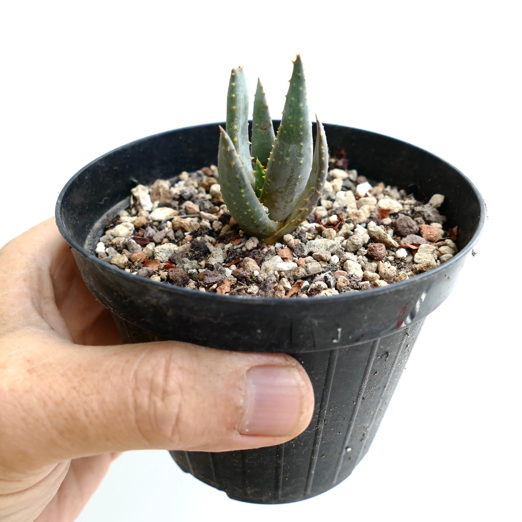 Aloidendron ramosissima small succulent with thick spiny green leaves in black pot