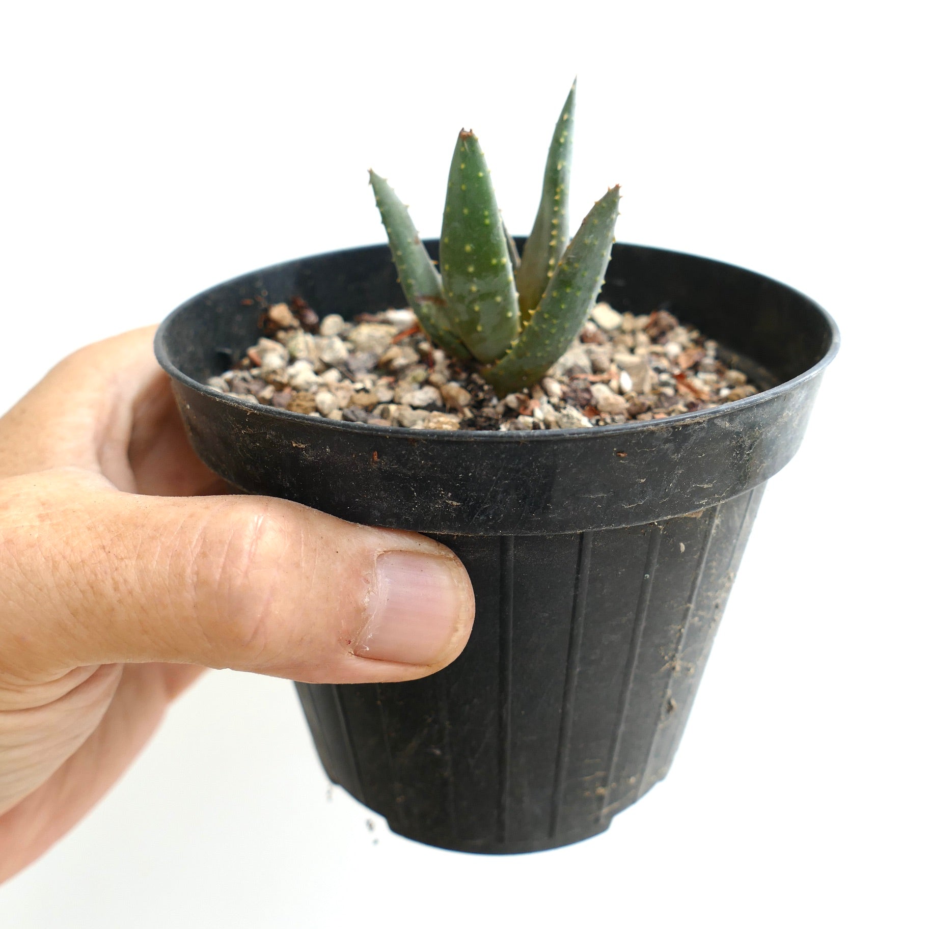 Aloidendron ramosissima small succulent with thick green leaves and yellowish spots in black pot