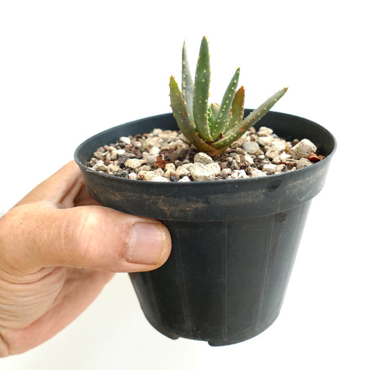 Aloidendron ramosissima small succulent with spiky green leaves in black pot