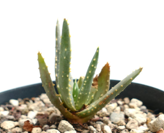 Aloidendron ramosissima succulent with elongated green leaves and small yellowish spines in pot