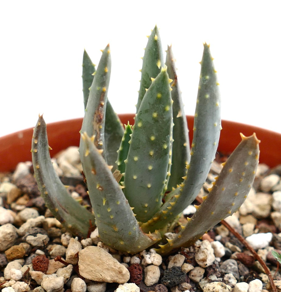Aloidendron ramosissima succulent with elongated spiky green leaves and yellow thorns in rocky soil