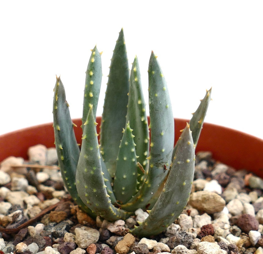 Aloidendron ramosissima succulent with thick green spiked leaves in rocky soil