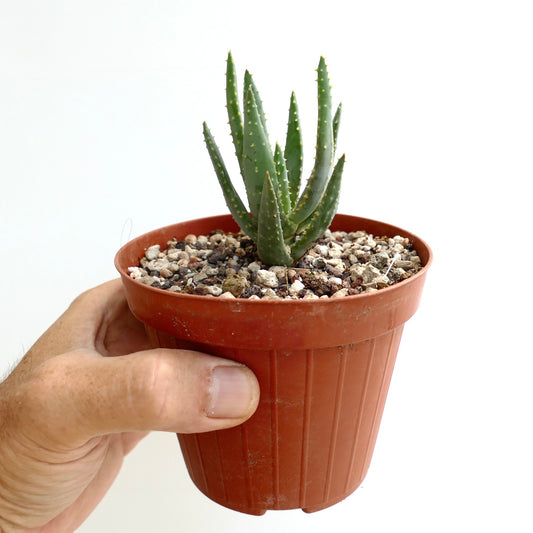 Aloidendron ramosissima small succulent with spiky green leaves in terracotta pot