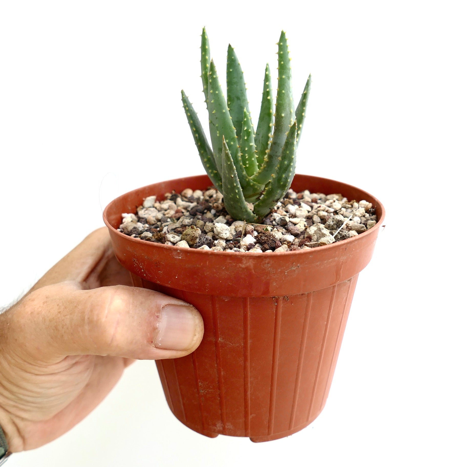 Aloidendron ramosissima succulent with spiky green leaves in small terracotta pot