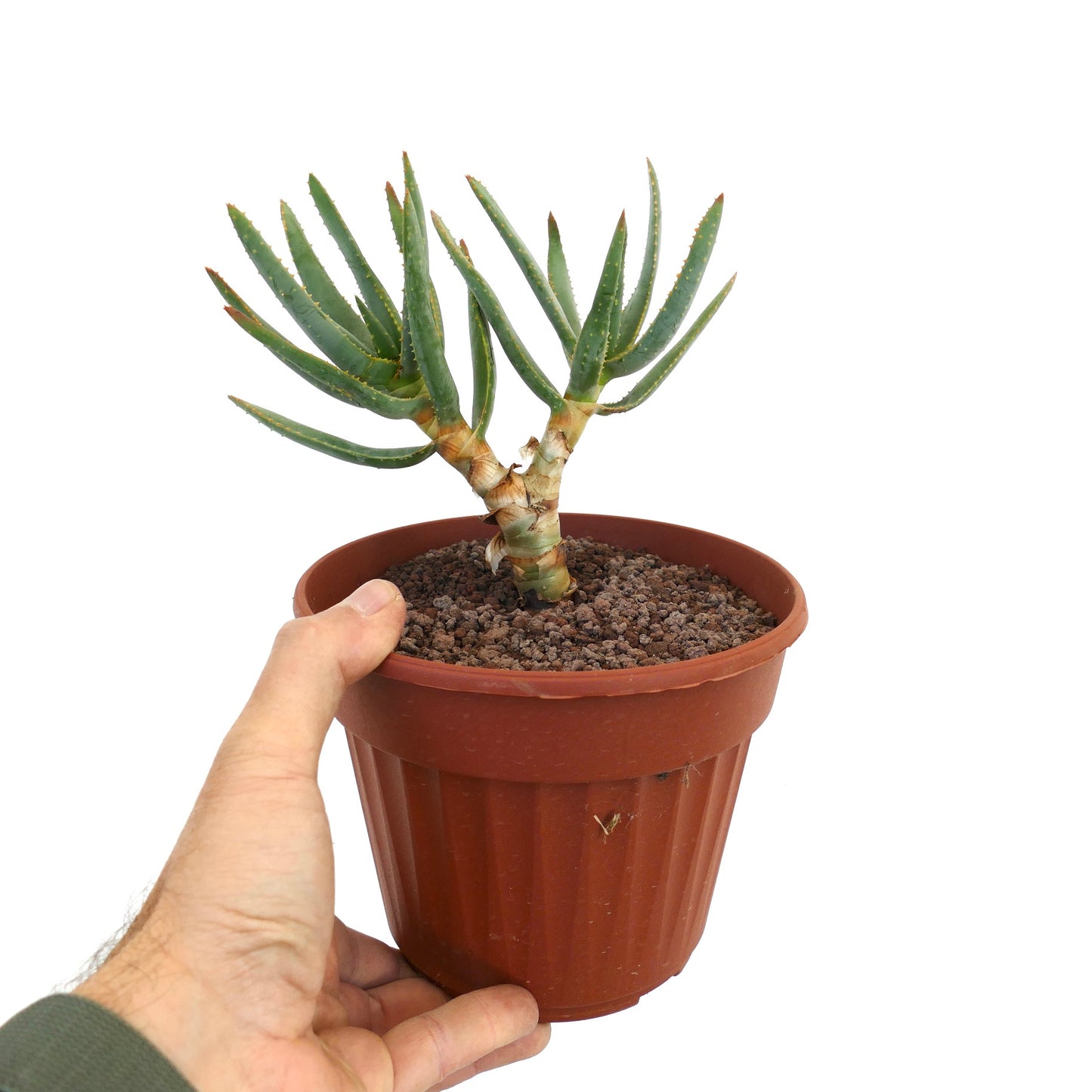 Aloidendron ramosissimum (syn. Aloe ramosissima) 25