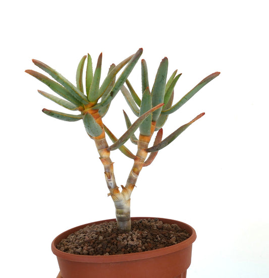 Aloidendron ramosissimum (syn. Aloe ramosissima) 6A