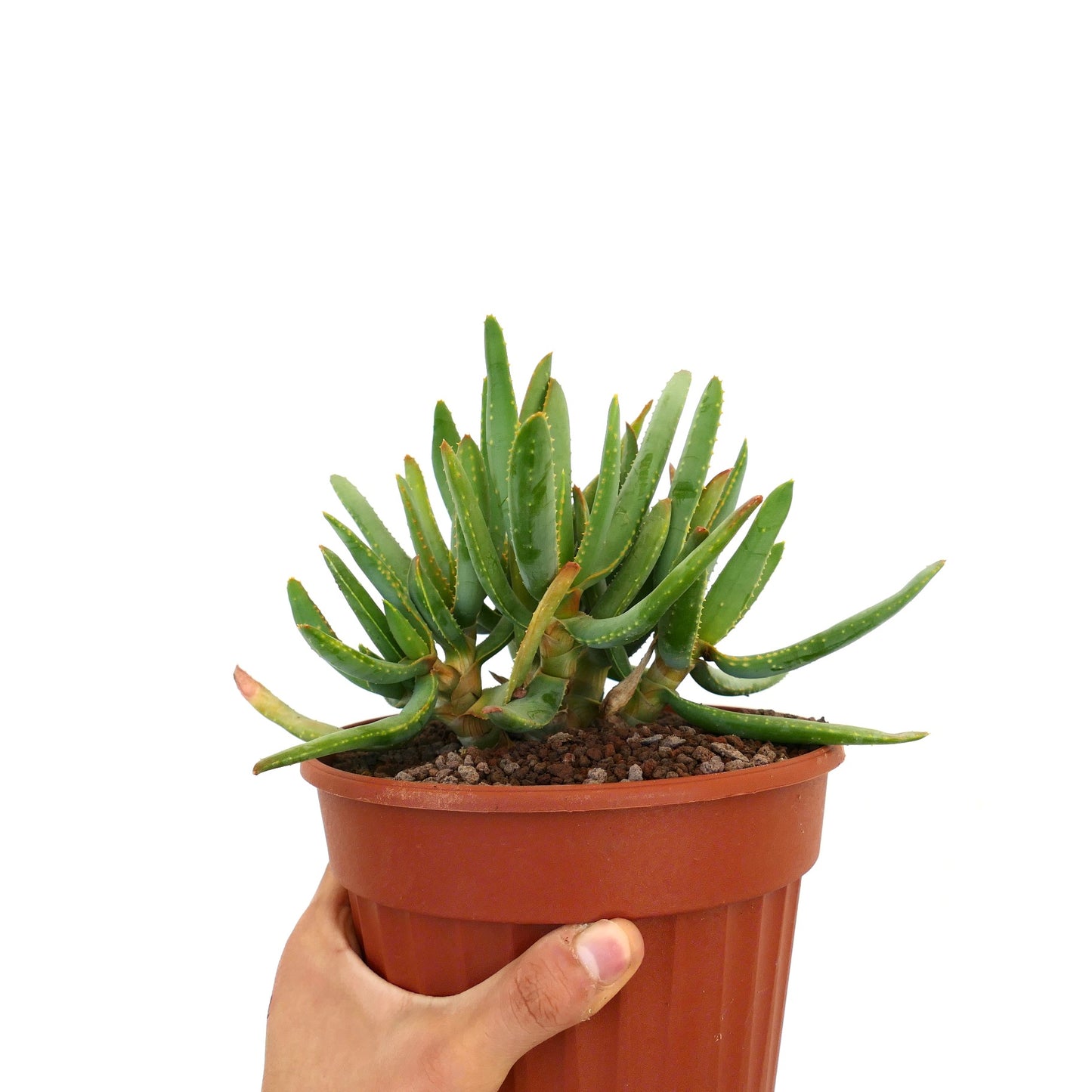 Aloidendron ramosissimum (syn. Aloe ramosissima) A4B7