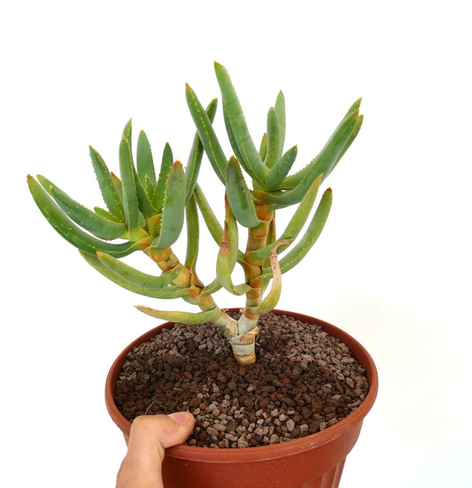 Aloidendron ramosissimum (syn. Aloe ramosissima) 39B