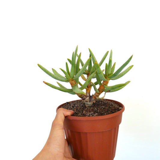 Aloidendron ramosissimum (syn. Aloe ramosissima) 3R