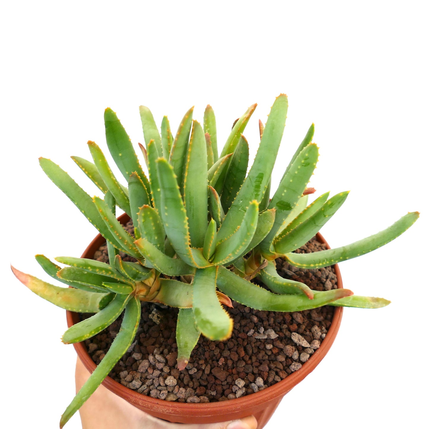 Aloidendron ramosissimum (syn. Aloe ramosissima) A4B7