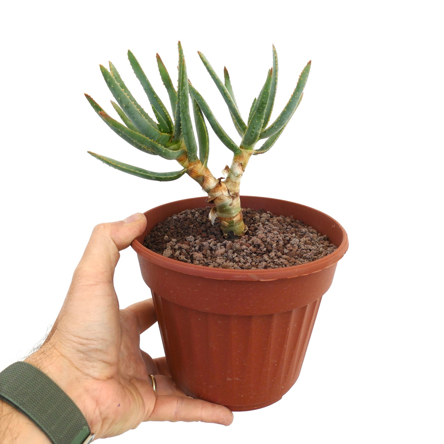 Aloidendron ramosissimum (syn. Aloe ramosissima) 25