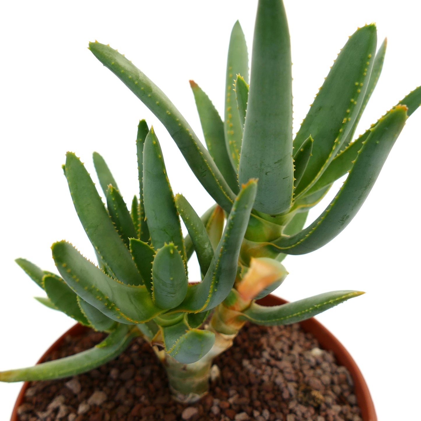 Aloidendron ramosissimum (syn. Aloe ramosissima) C30