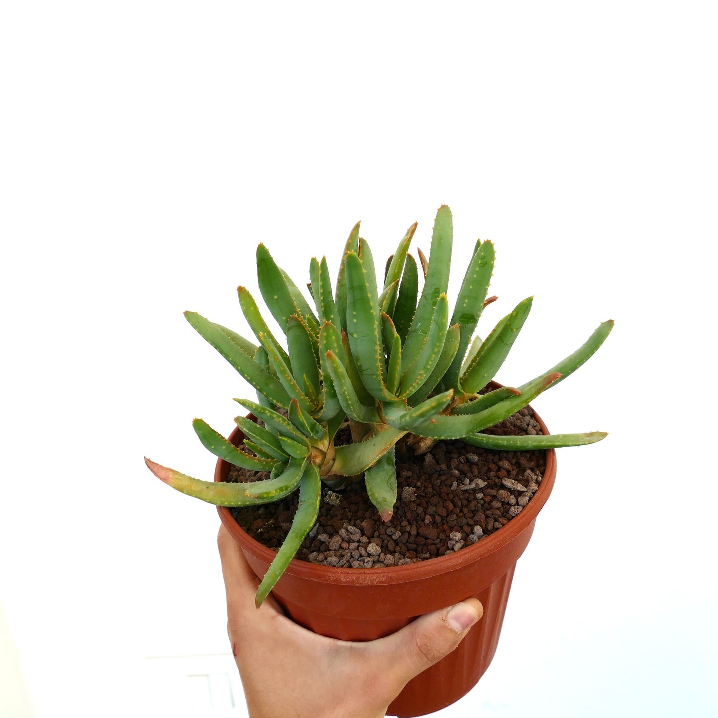 Aloidendron ramosissimum (syn. Aloe ramosissima) A4B7