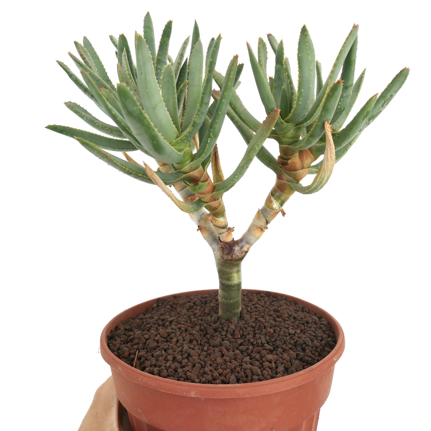 Aloidendron ramosissimum succulent with slender green leaves and branching stems in terracotta pot