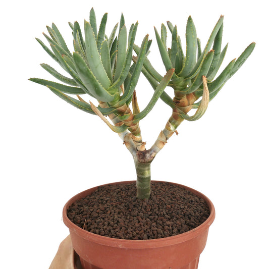 Aloidendron ramosissimum succulent with slender green leaves and branching stems in terracotta pot