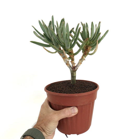 Aloidendron ramosissimum succulent with slender green leaves and branching stems in pot