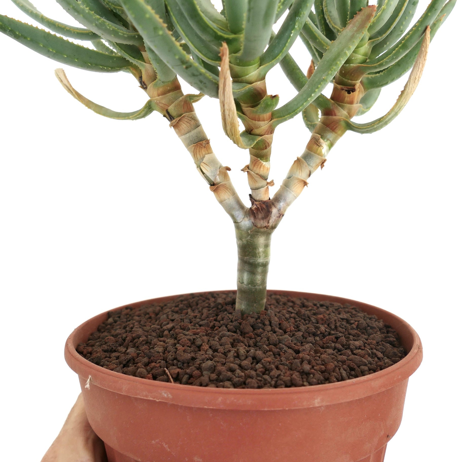Aloidendron ramosissimum succulent with thick branching stems and green fleshy leaves in terracotta pot