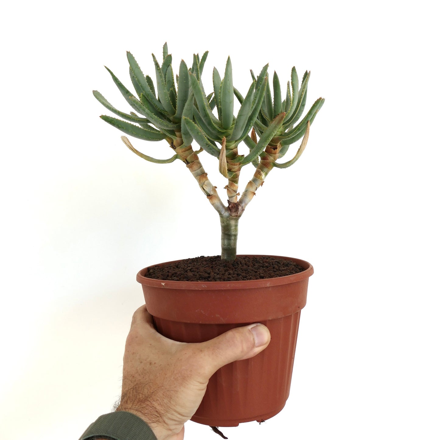 Aloidendron ramosissimum succulent with branched stems and thick green leaves in pot