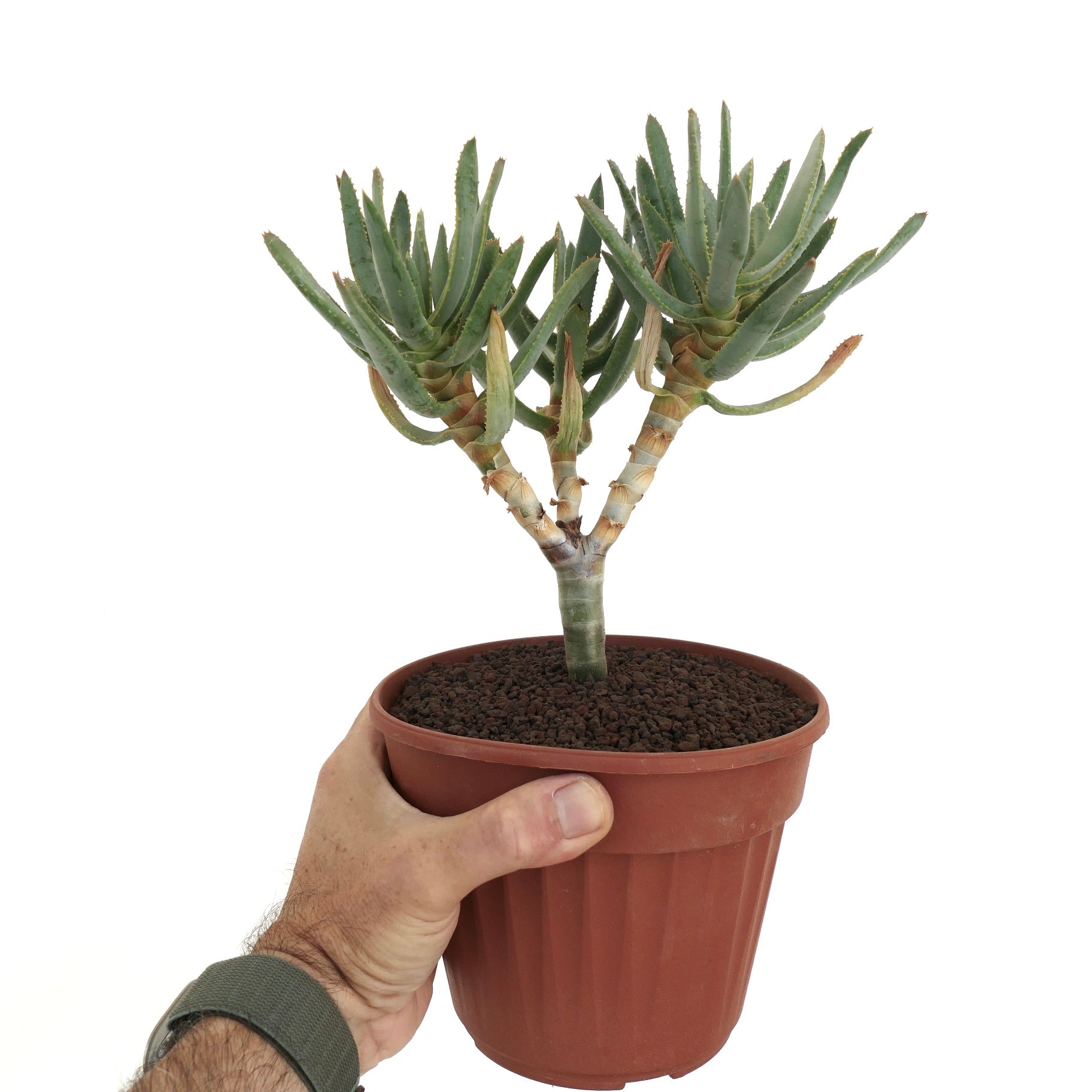 Aloidendron ramosissimum succulent with branching stems and thick green leaves in pot