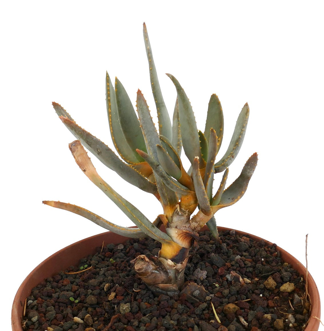 Aloidendron ramosissimum (syn. Aloe ramosissima) 28