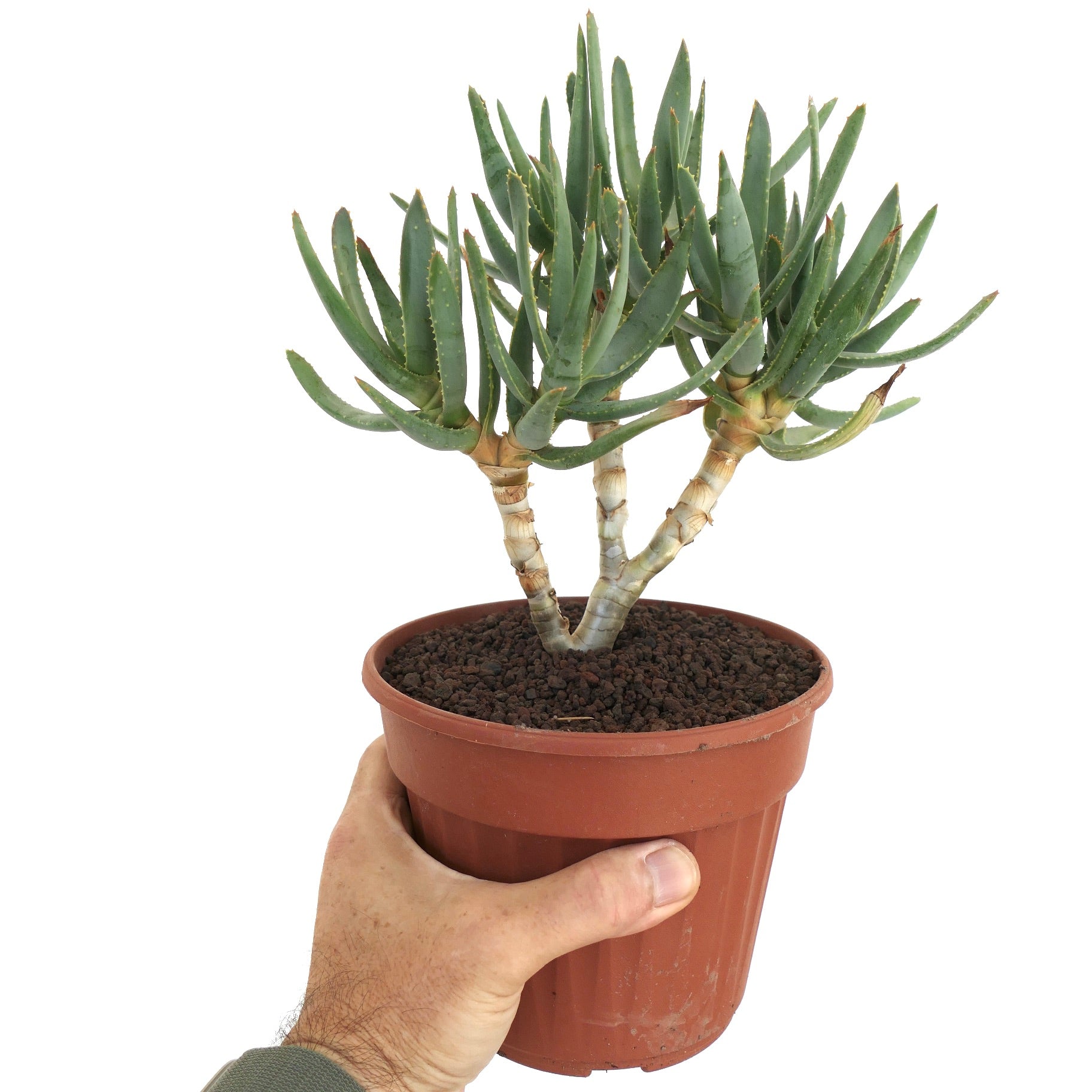 Aloidendron ramosissimum Sukkulent mit schlanken grünen Blättern und verzweigten dicken Stielen im Topf