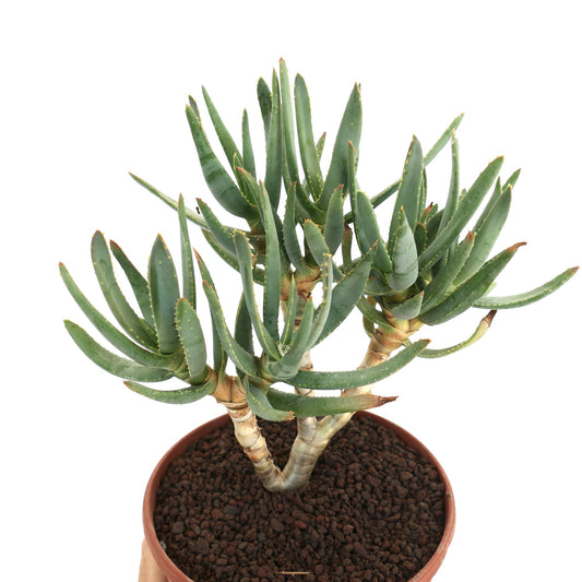 Aloidendron ramosissimum succulent with slender green leaves and thick branched stems in pot