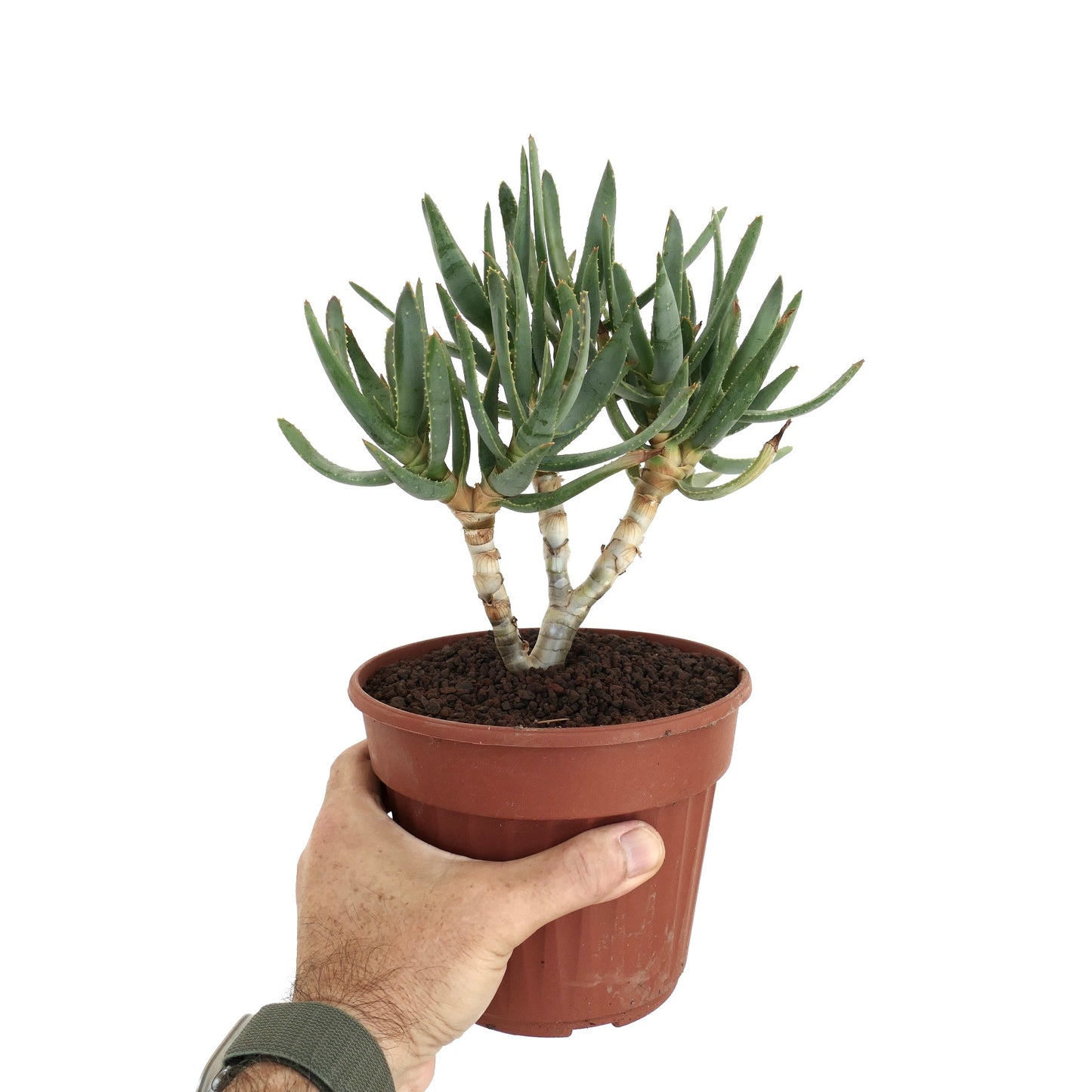 Aloidendron ramosissimum Sukkulente mit schlanken grünen Blättern und dicken verzweigten Stängeln im Topf