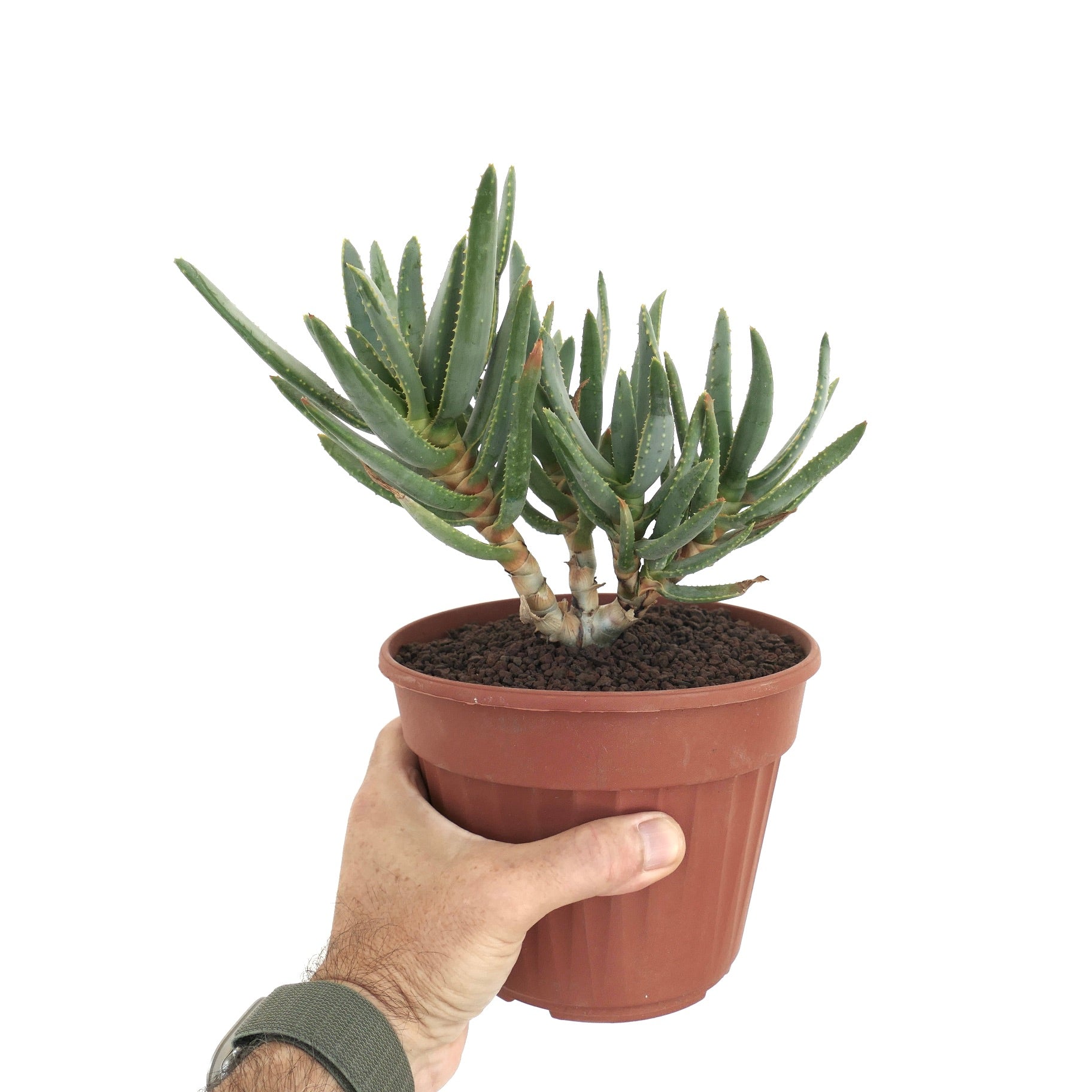 Aloidendron ramosissimum Sukkulente mit dicken, grünen, stacheligen Blättern in braunem Topf, von Hand gehalten