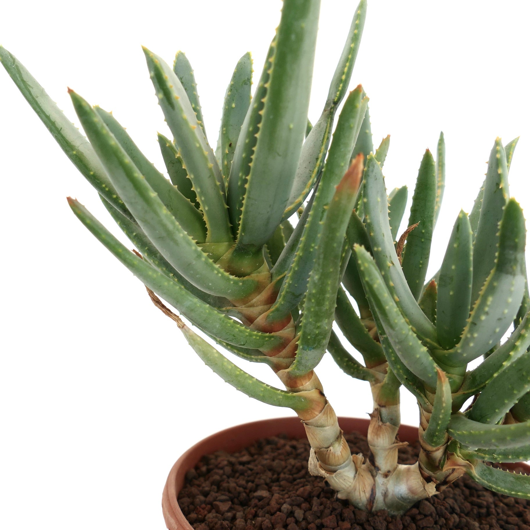 Aloidendron ramosissimum Sukkulente mit länglichen grünen Blättern und stacheligen Rändern im Terrakottatopf