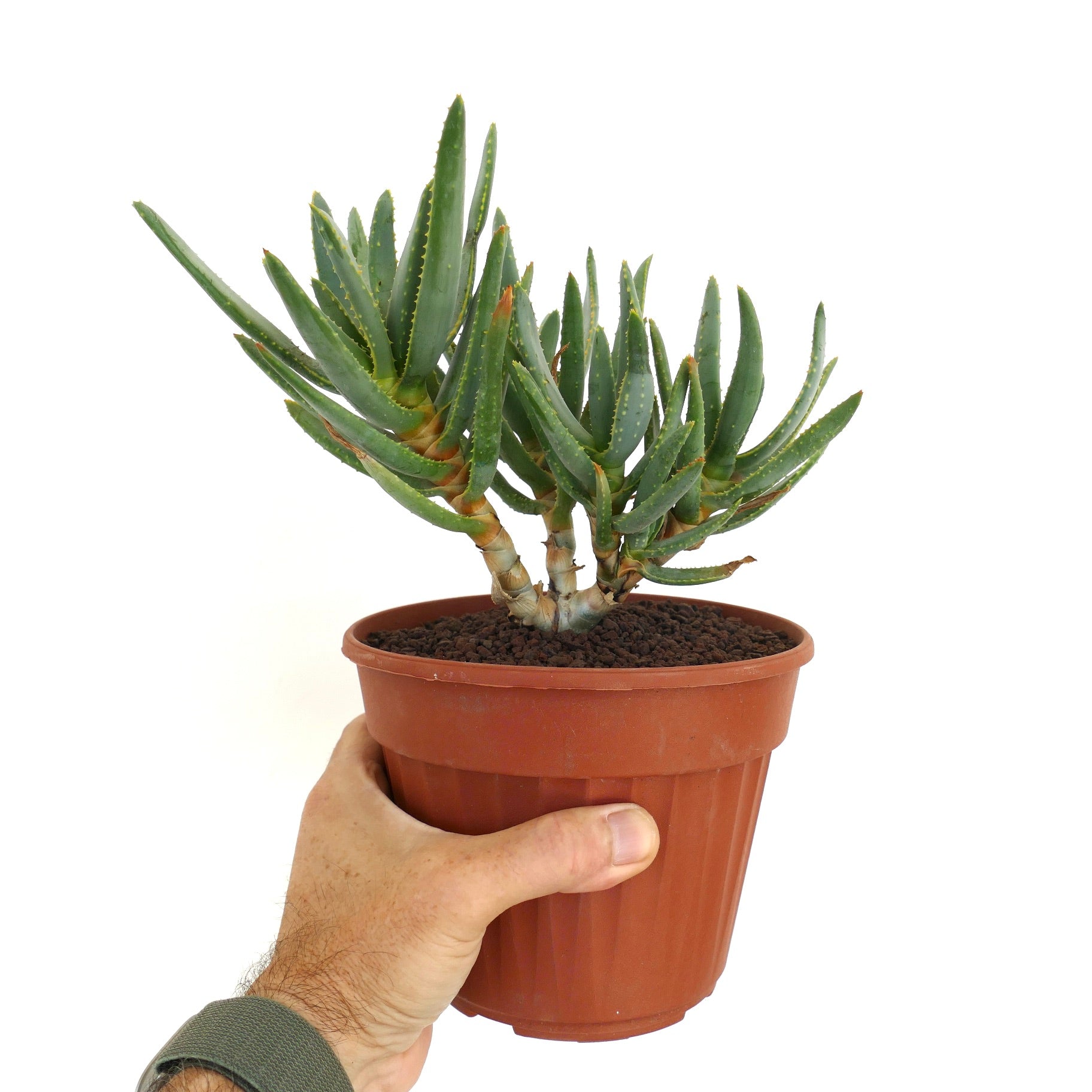 Aloidendron ramosissimum Sukkulent mit schlanken, grünen, stacheligen Blättern im Terrakottatopf