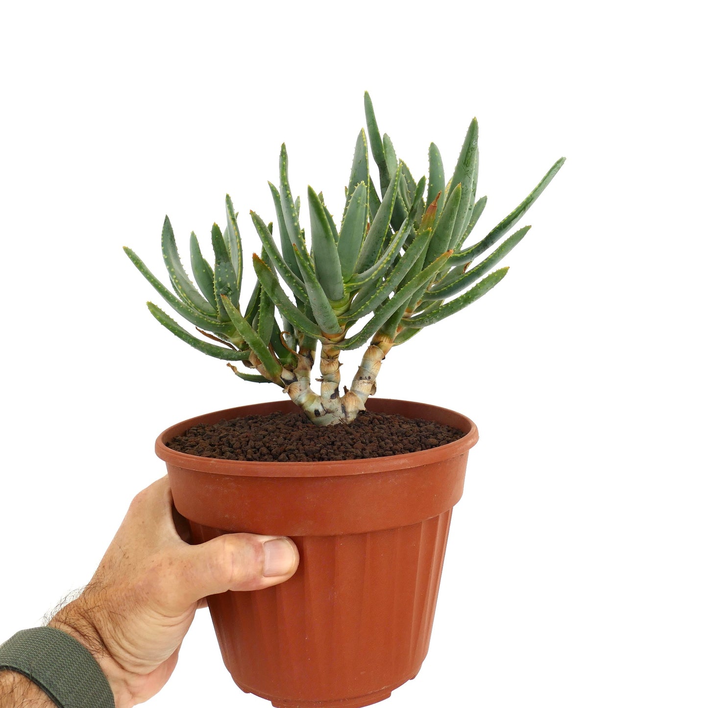 Aloidendron ramosissimum Sukkulente Pflanze mit schlanken grünen Blättern und dicken Stämmen im Topf