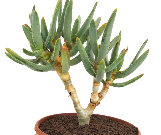 Aloidendron ramosissimum succulent with thick green leaves and woody branched stem in pot