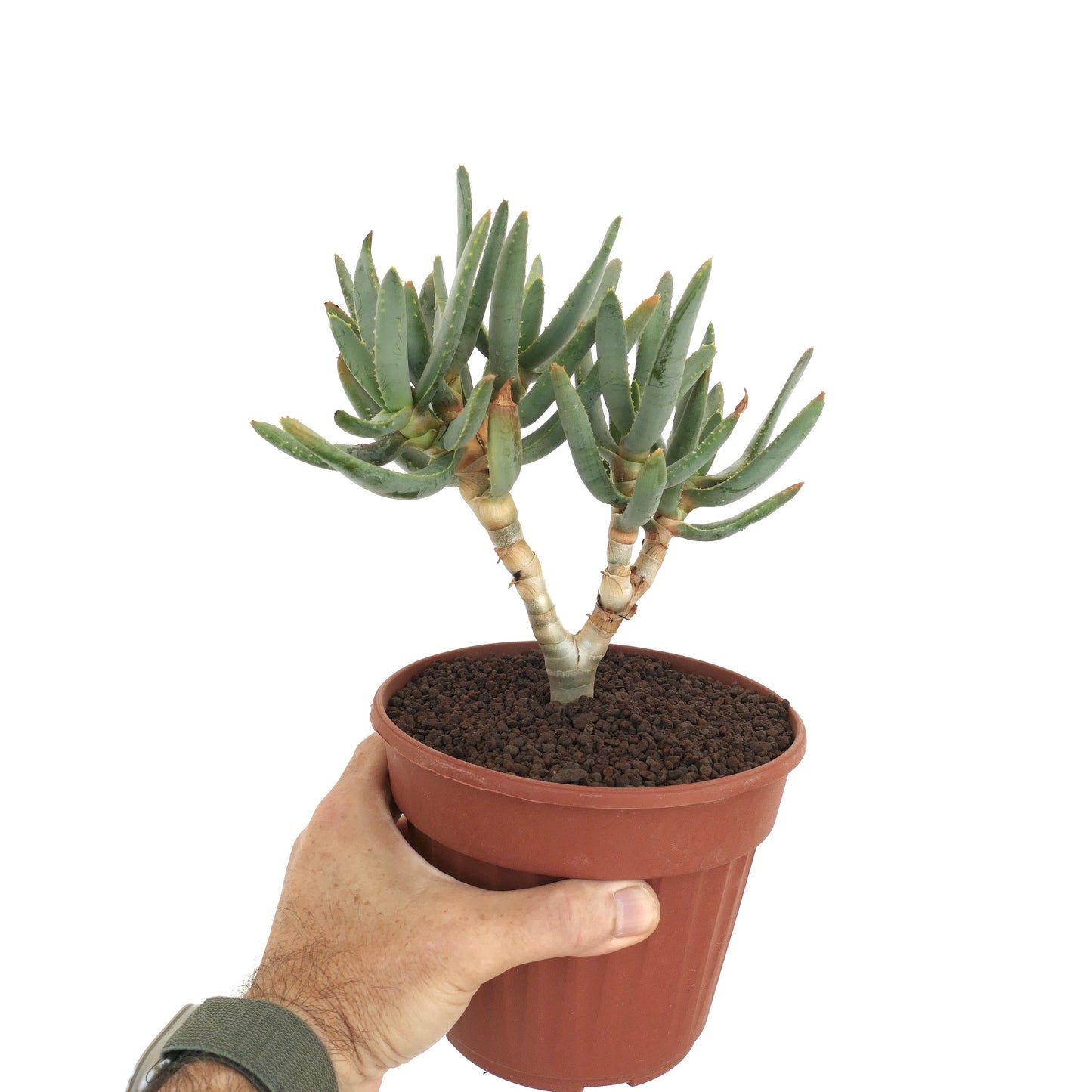 Suculenta Aloidendron ramosissimum com folhas verdes delgadas e caules grossos ramificados em vaso