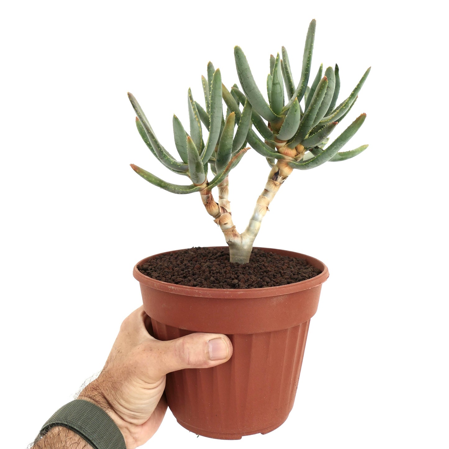 Suculenta Aloidendron ramosissimum com folhas verdes finas e caules ramificados em vaso