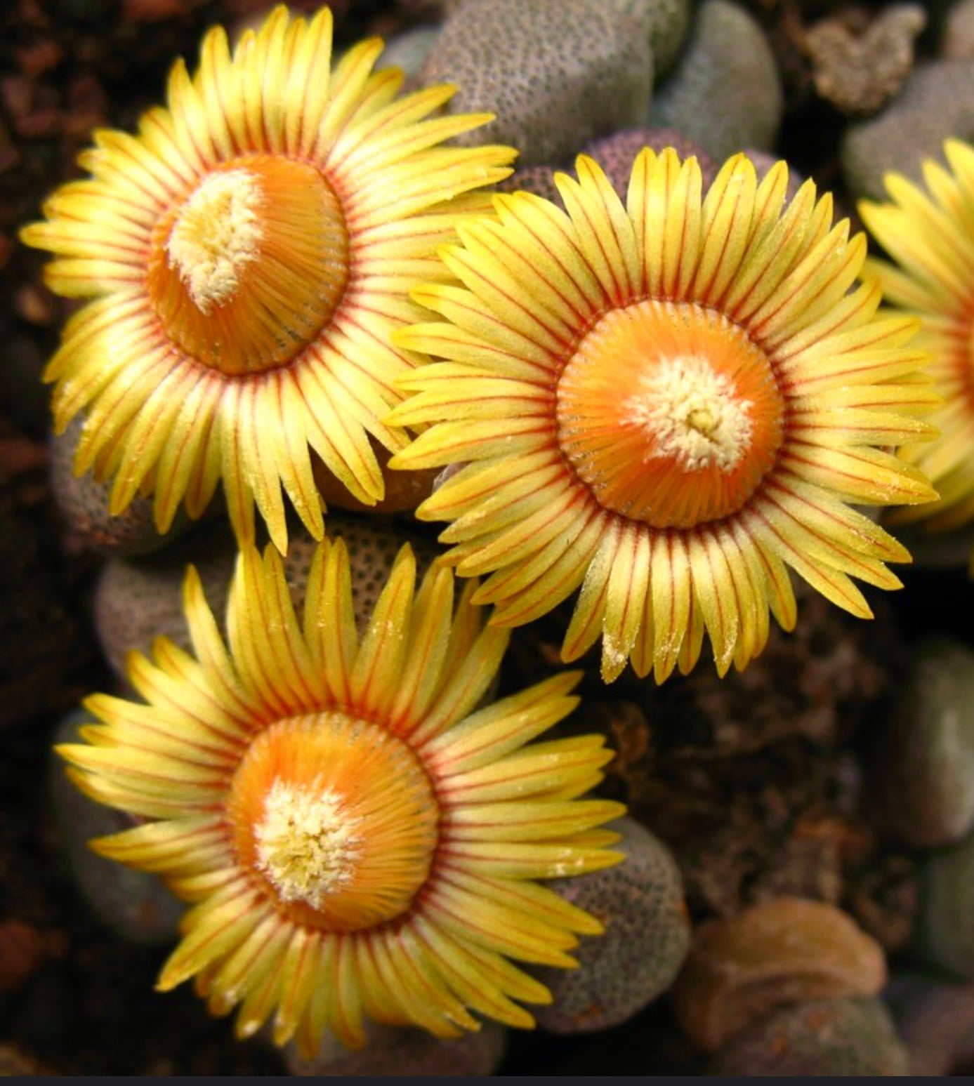 Aloinopsis schooneesii succulent with bright yellow daisy-like flowers and textured gray-green leaves