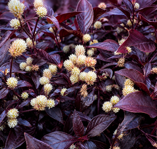 Alternanthera brasiliana met donkerpaarse bladeren en crèmewitte trosvormige bloemen