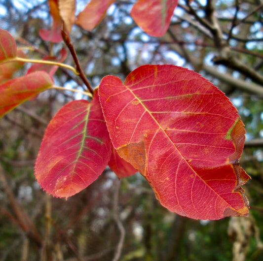 Amelanchier lamarckii vibrant red autumn leaves with detailed vein structure on branches