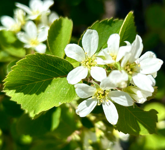 Amelanchier utahensis SEEDS